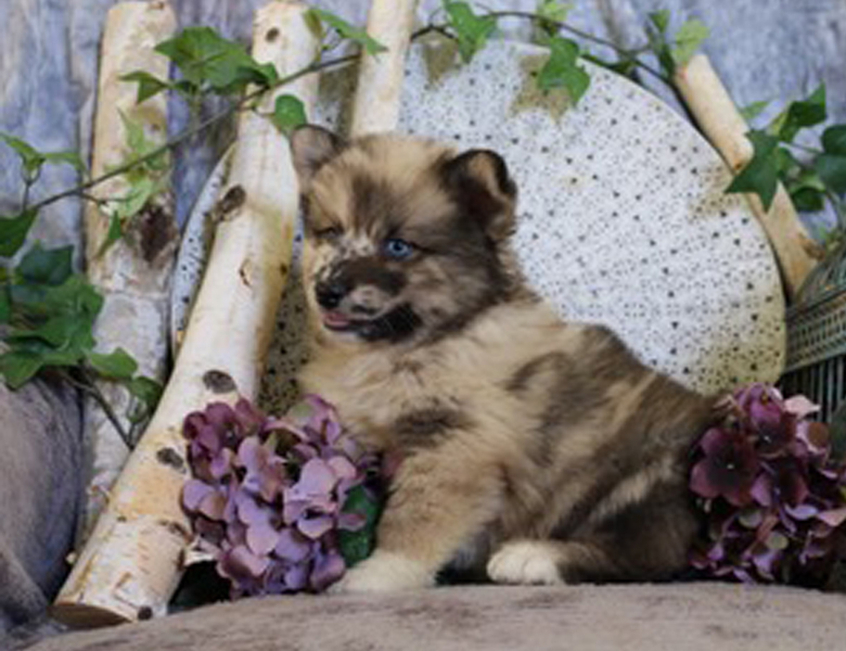 adorable-puppy-kennels-pomski